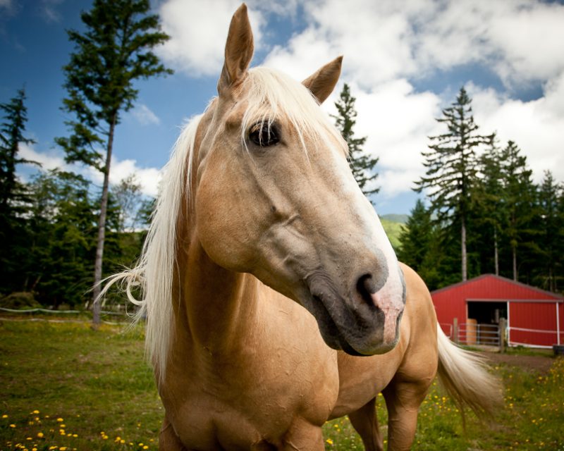 Seattle photographer travel blog - horse in Enumclaw, WA