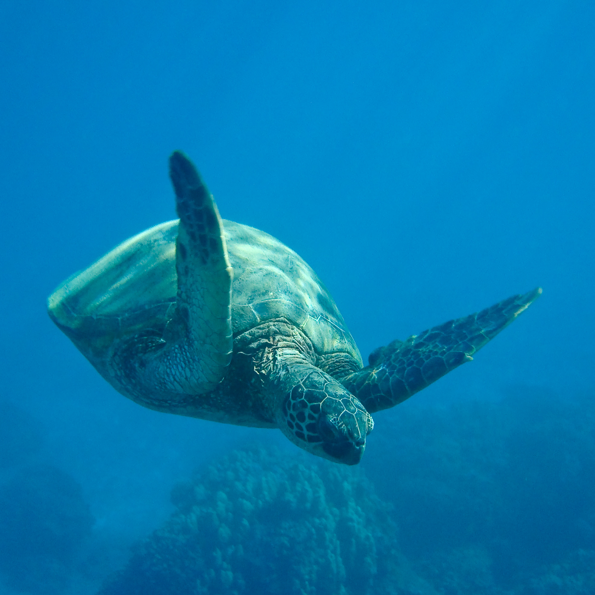 Maui turtle | Tracie Travels