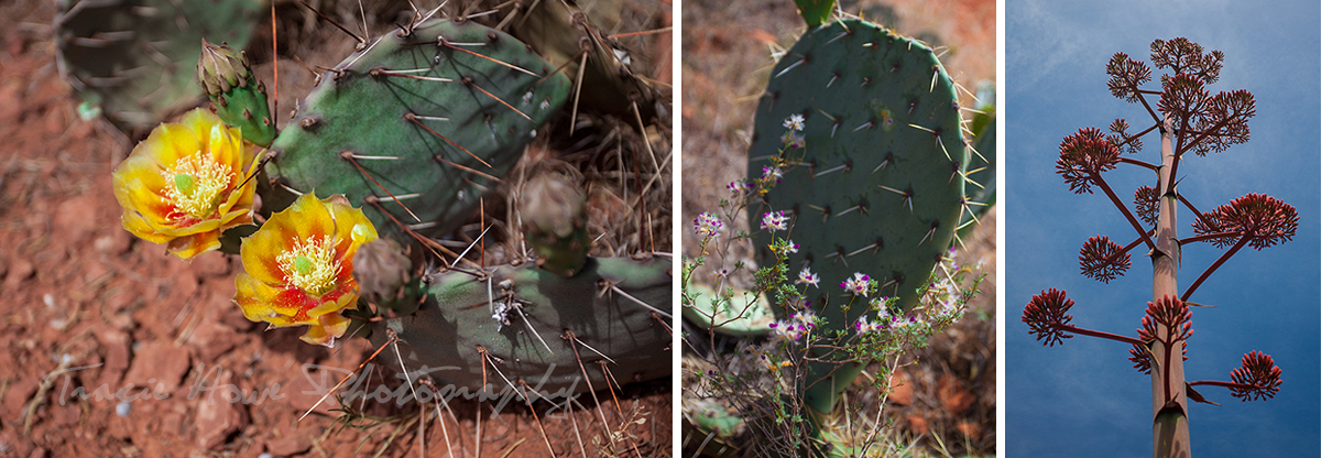 Hiking the Baldwin trail in Sedona Arizona