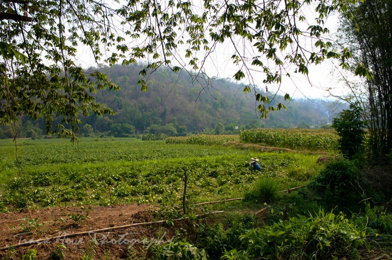 Chiang Mai trek