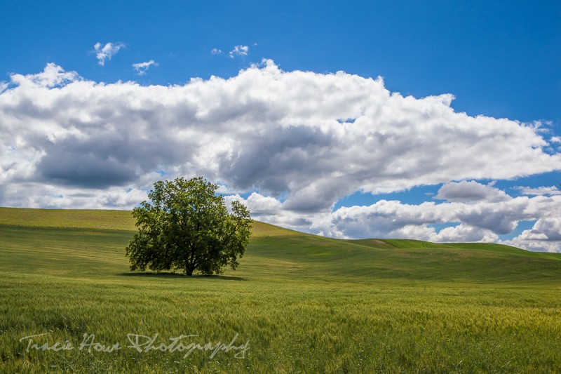 Solitary tree in Palouse