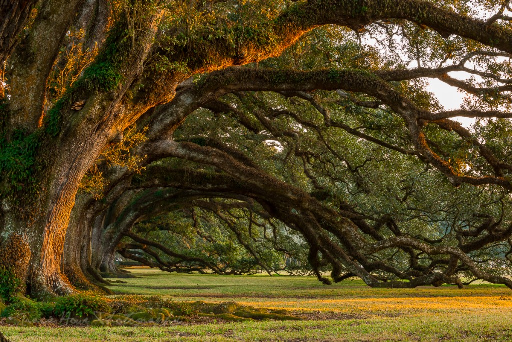 oak alley plantation interview with a vampire