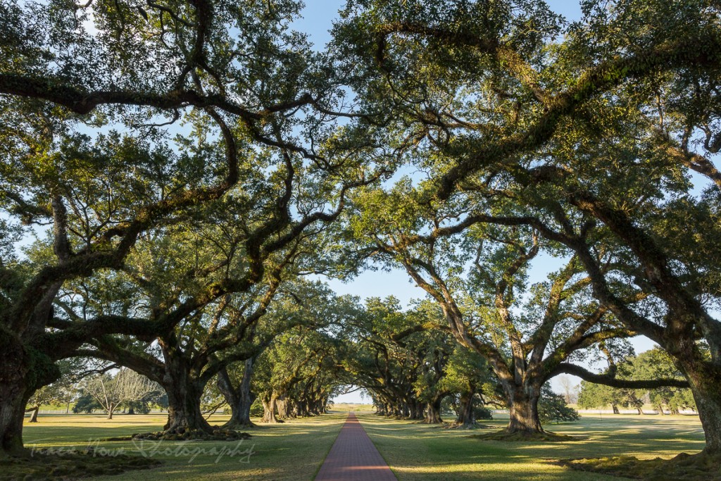 Day trip from New Orleans to Oak Alley Plantation