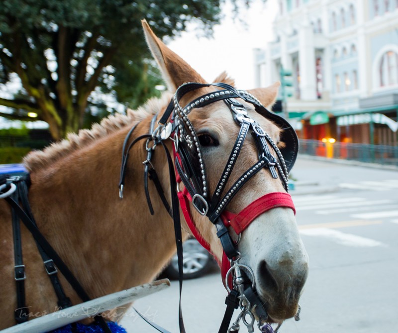one day to visit New Orleans carriage ride