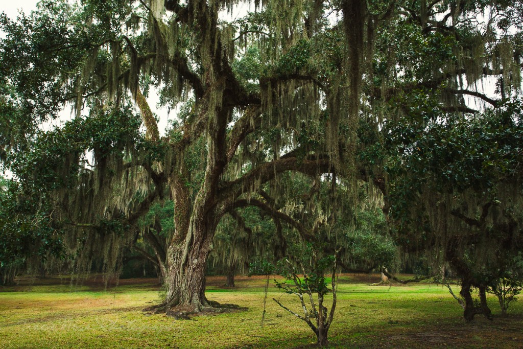 Avery Island photos