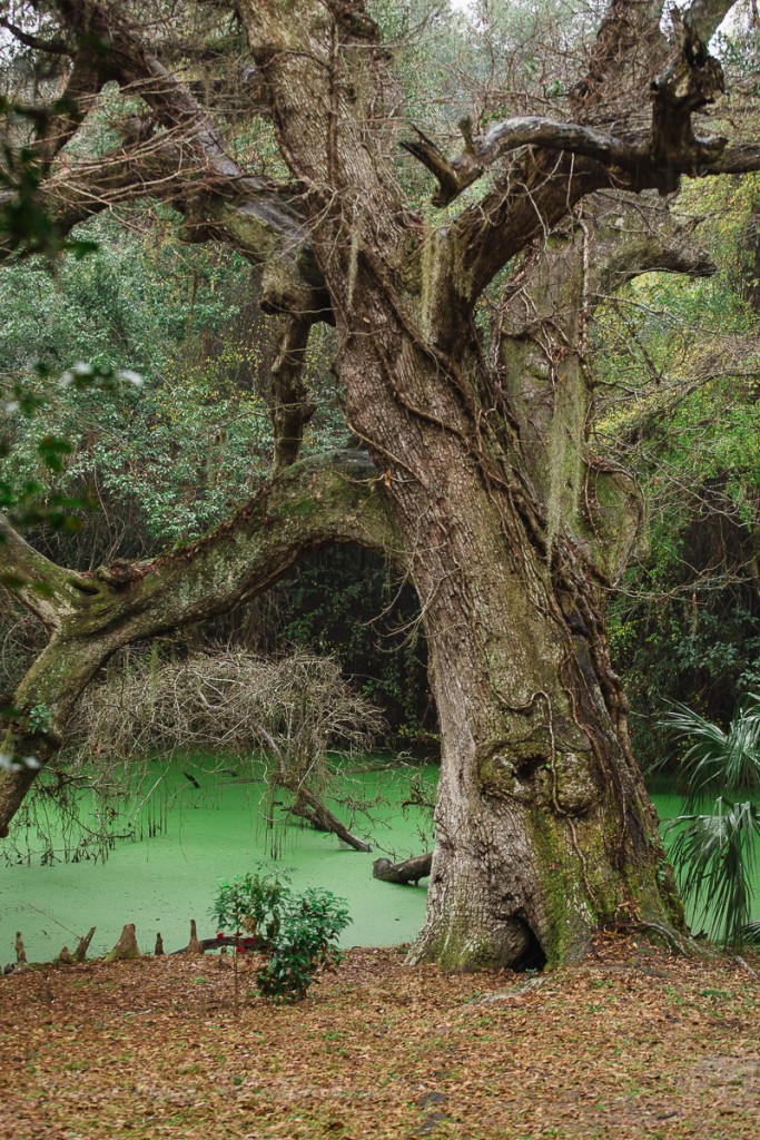 Avery Island photos