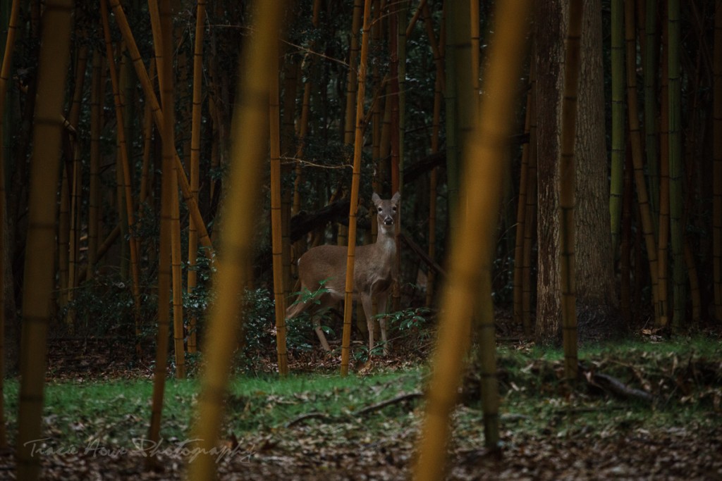 Avery Island photos