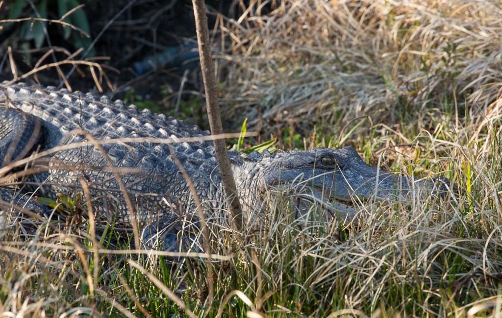 Cajun Encounters Swamp Tour alligator sighting