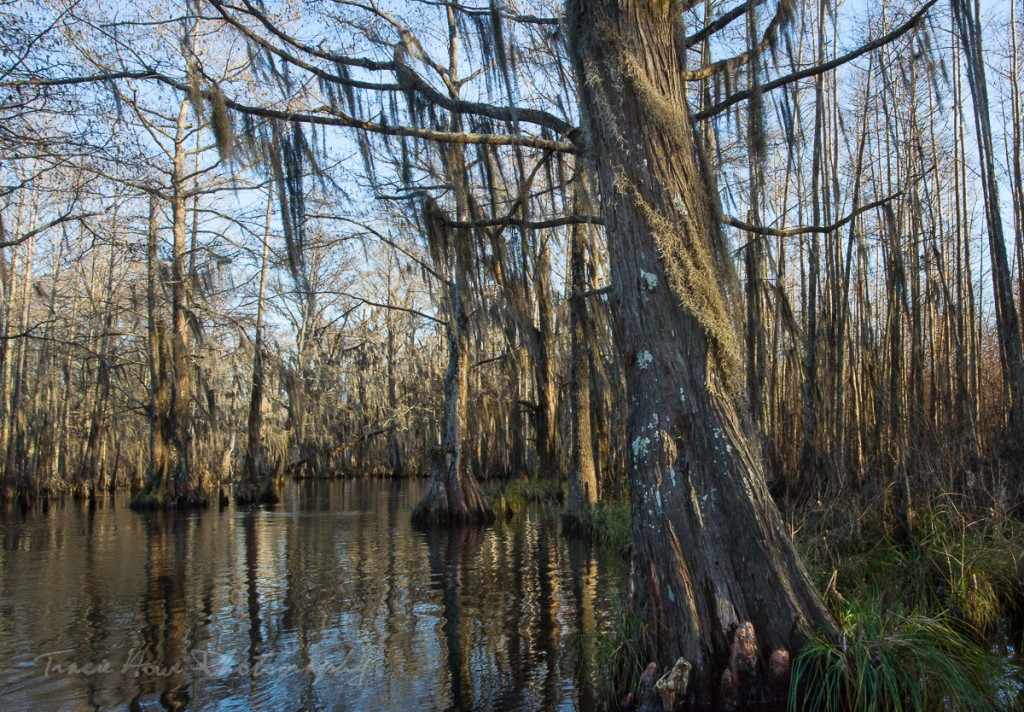 Cajun Encounters Swamp Tour-10