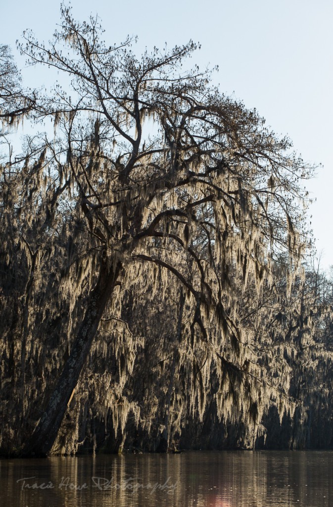 Cajun Encounters Swamp Tour-5