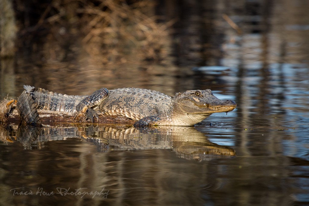 Cajun Encounters Swamp Tour