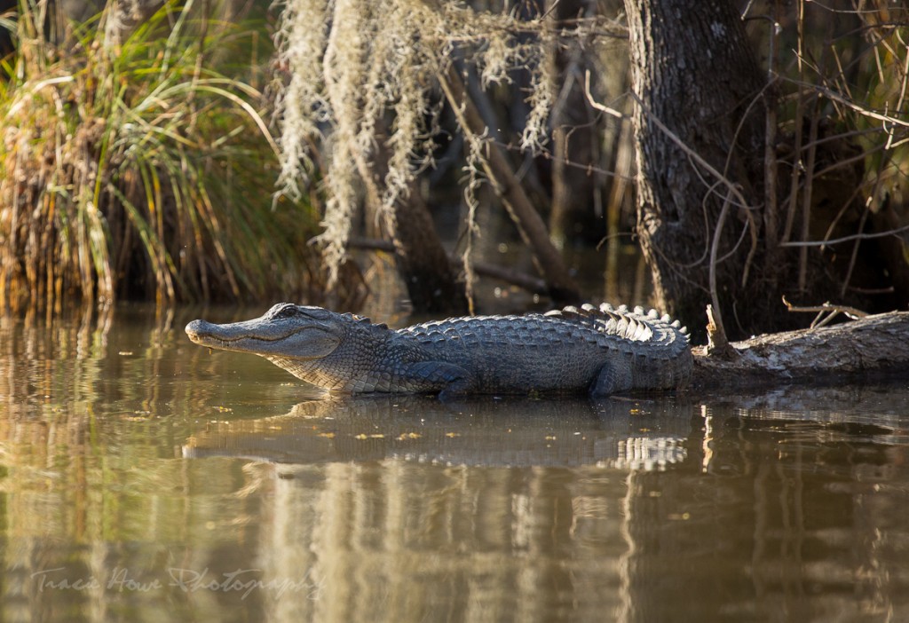 Cajun Encounters Swamp Tour