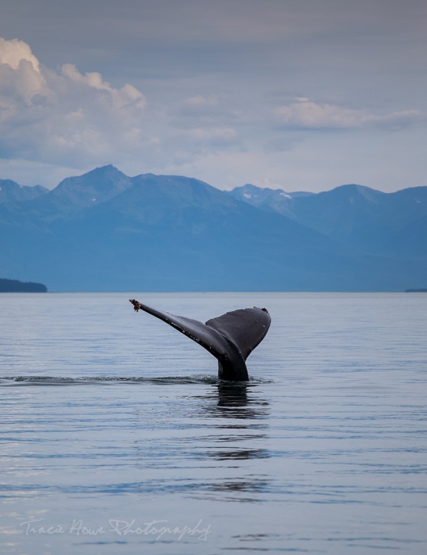 Tinggly experiences - whale watching in Victoria B.C.