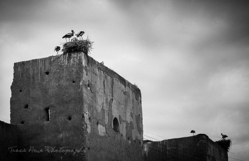 Morocco storks perspective