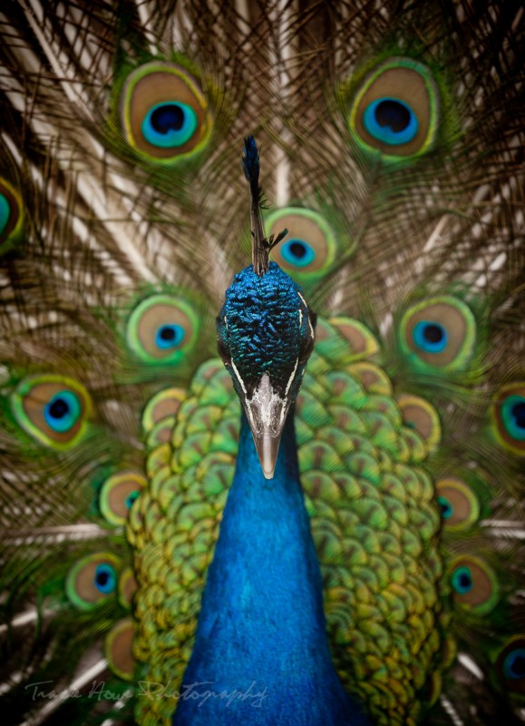 peacock through fence
