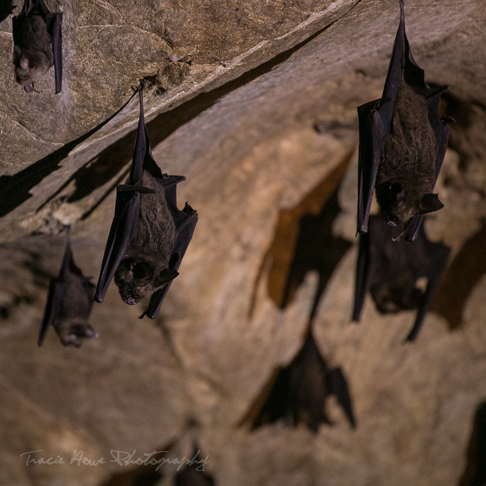 Langkawi Mangrove tour bat cave