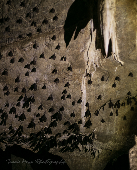 Langkawi Mangrove tour bat cave
