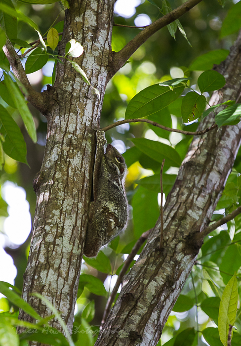 Flying Lemurs in Langkawi