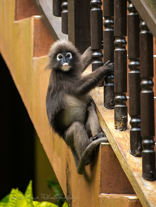 Langkawi wildlife photo-16