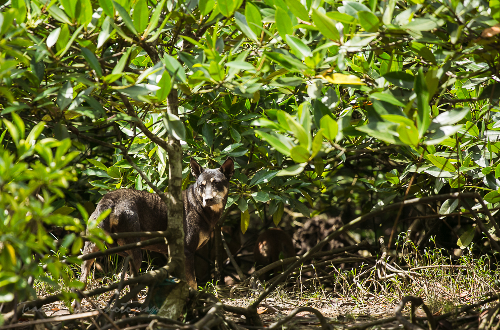 Langkawi Mangrove tour wild dog