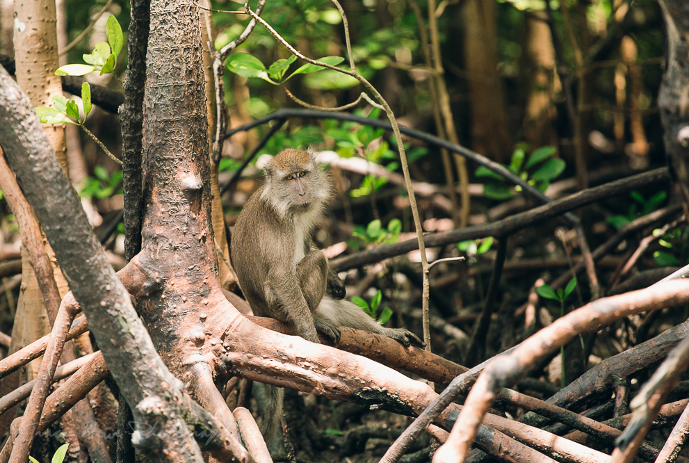 Langkawi wildlife photo-8