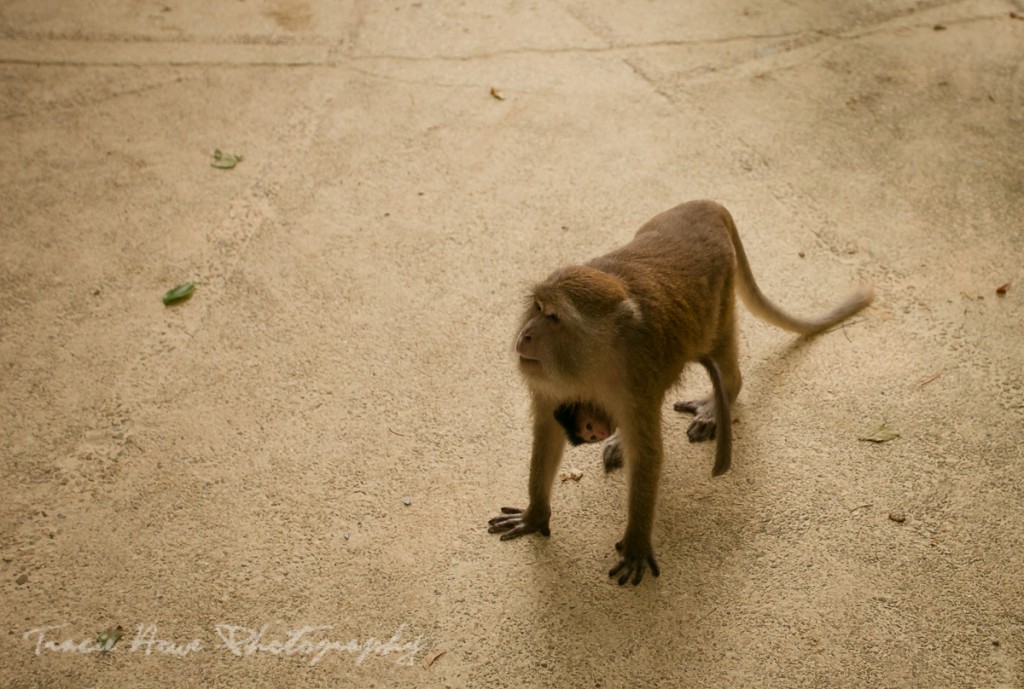 Monkeys in Railay, Thailand