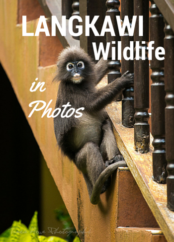 Langkawi wildlife in photos