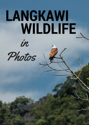 Langkawi wildlife in photos
