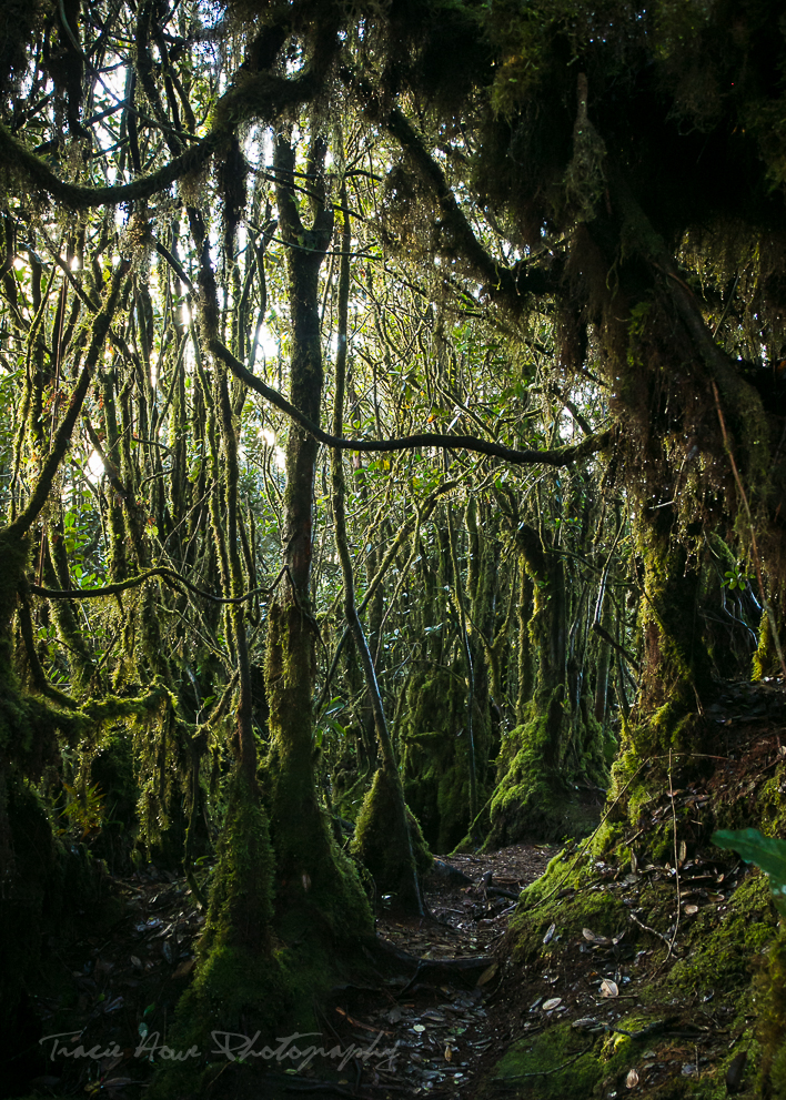 Cameron Highlands mossy forest