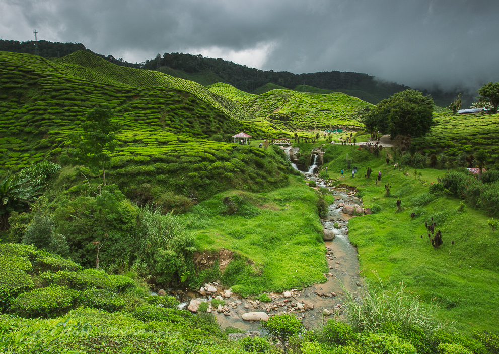 Cameron Valley Tea Plantation in Cameron Highlands