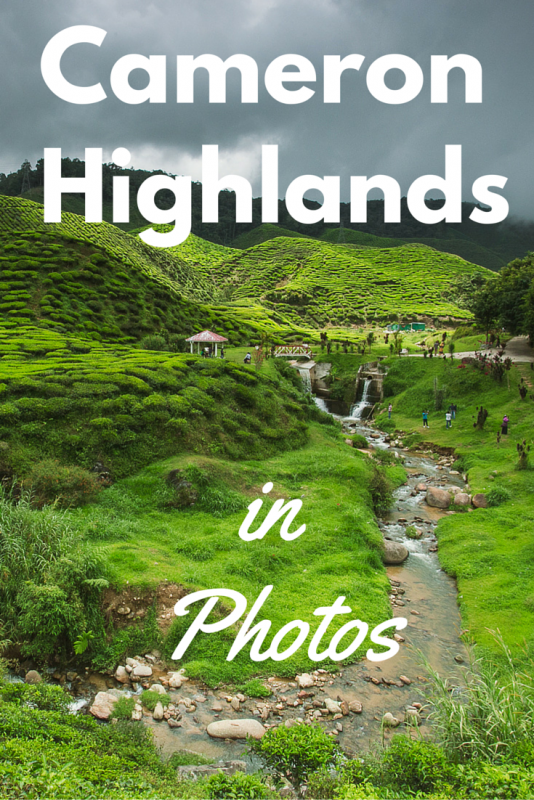 photos from Cameron Highlands in Malaysia