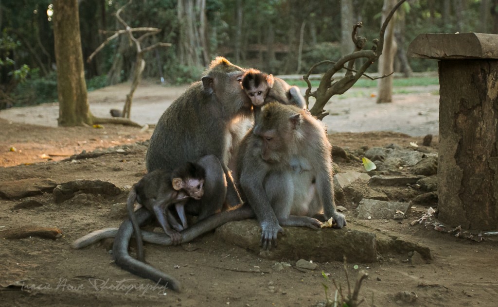 I spied a family moment in the Monkey Forest.