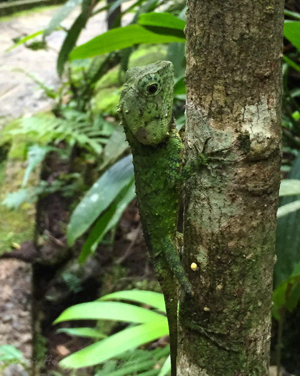 My phone struggled to focus here, so I locked focus on the lizard. Focusing on the lizard worked to blur the background a bit, which is a creative technique for isolating your subject.