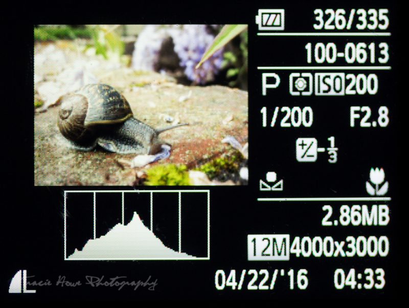 Non-technical photo tips for point and shoot cameras - Tracie Travels