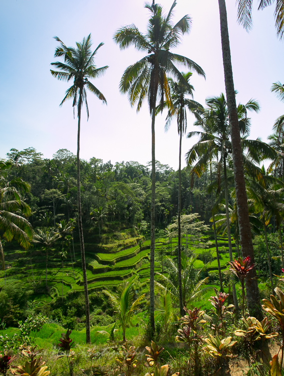 terraced rice fields Bali