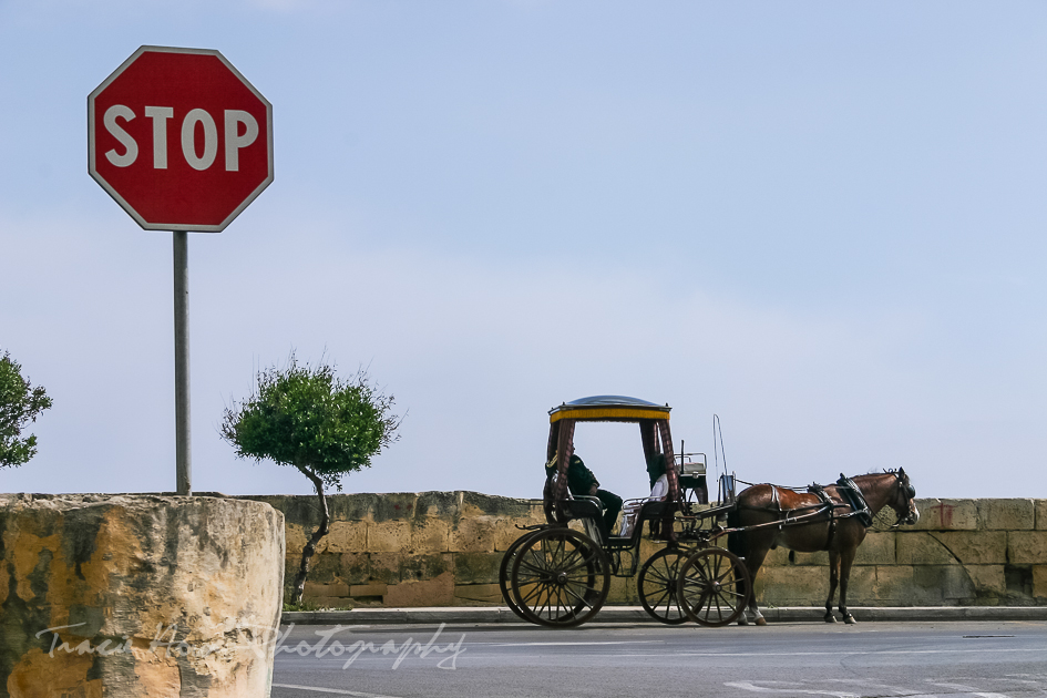 horse carriage in Malta