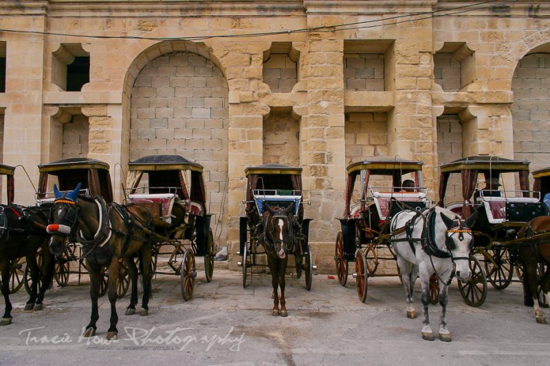 horses in Malta