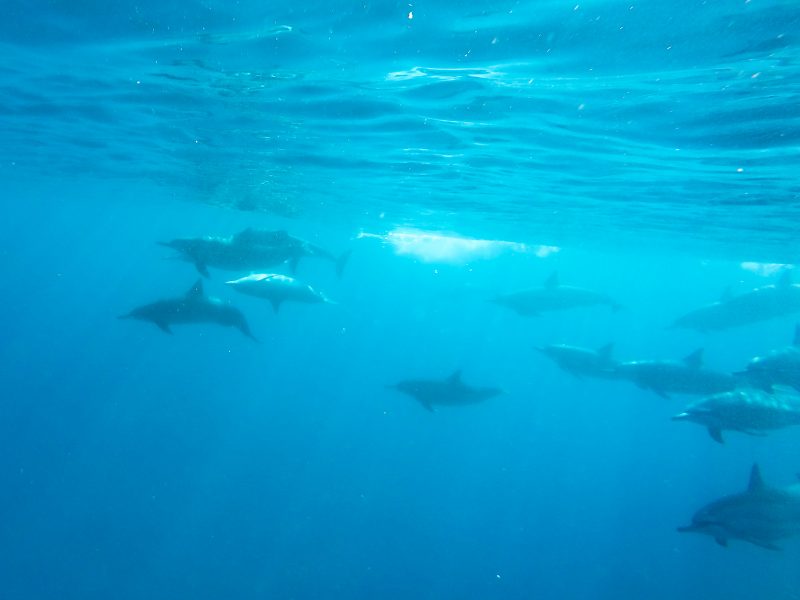 Swimming with dolphins in Hawaii
