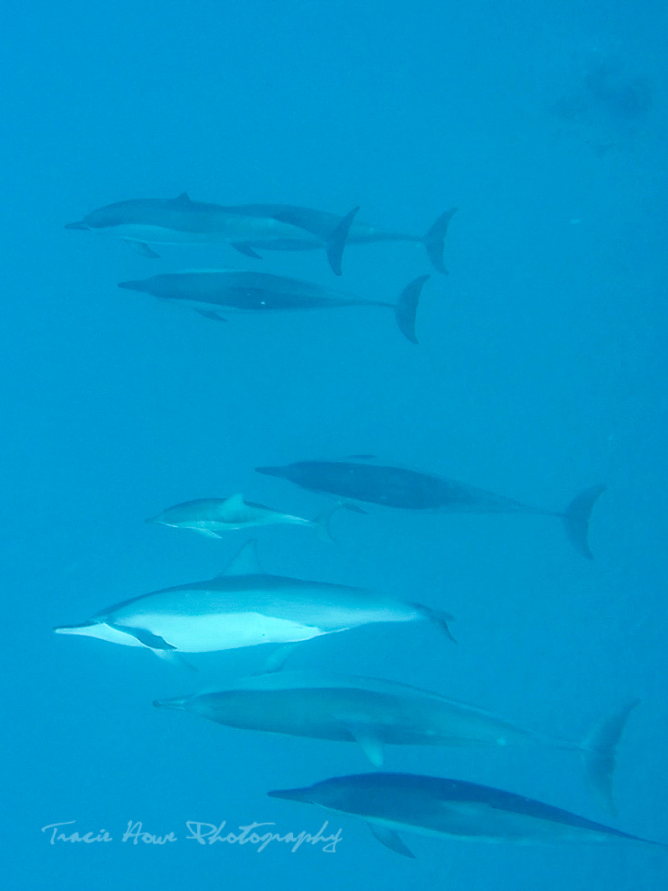 Swimming with dolphins in Hawaii