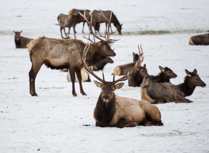 Oak Creek Elk feeding station