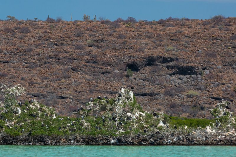 Espíritu Santo Island Frigatebirds