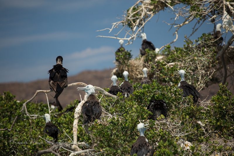 Espíritu Santo Island birds