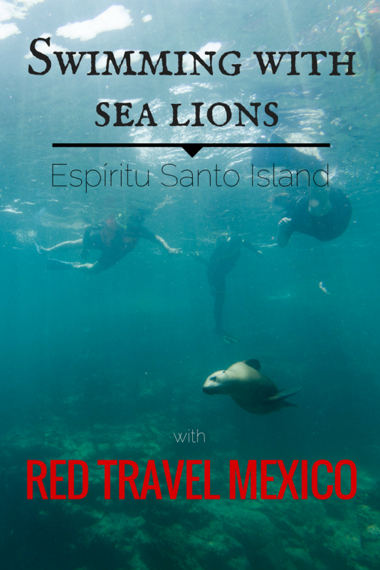Swimming with the sea lions – Red Travel Mexico