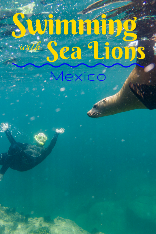 Swimming with sea lions in Mexico