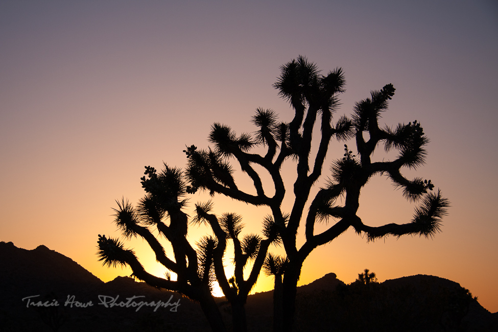 Joshua Tree sunset silhouette photo