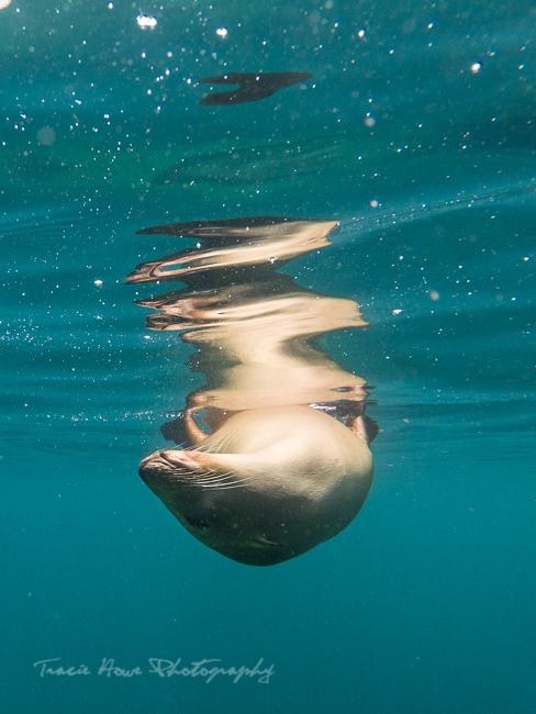sea lion tour during our 3 days in Baja Sur
