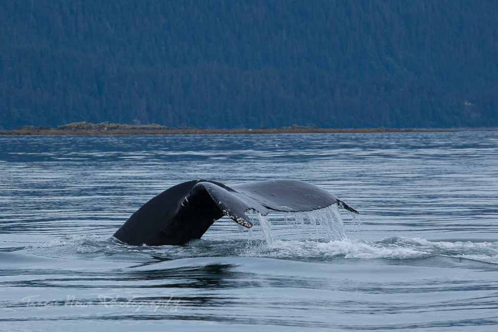 Juneau whale watching tour