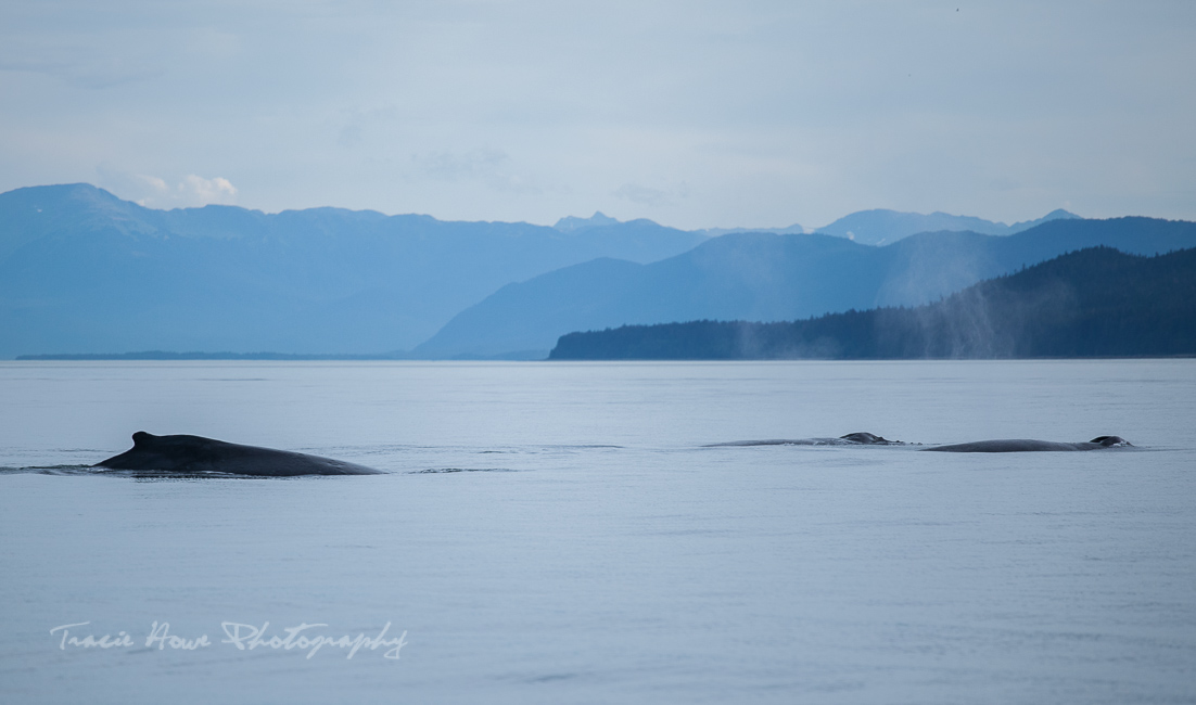 Gastineau Guiding whale watching tour