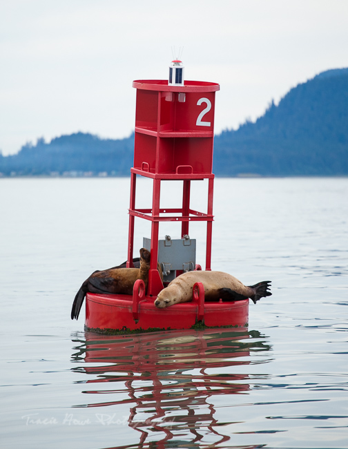 Juneau whale watching tour