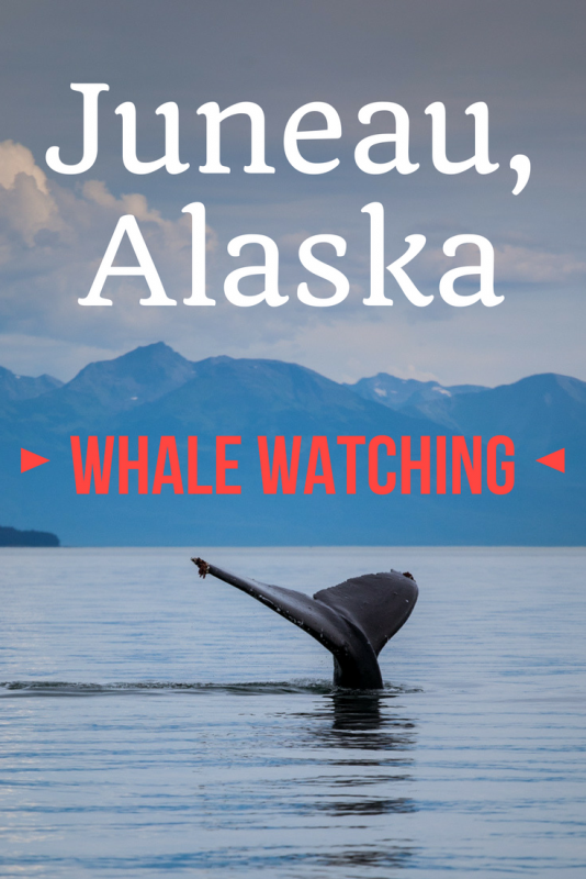 Whale Watching in Juneau, Alaska | Tracie Travels